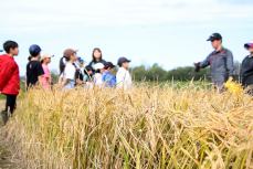 金色の稲穂の奥、話を聞く児童