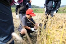 ケガに気を付けながら刈ります