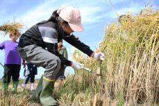 大きな束もザクザク刈ります