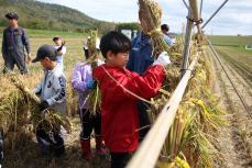 美味しいお米になるといいね!