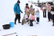 トナカイそりのトナカイと触れ合い