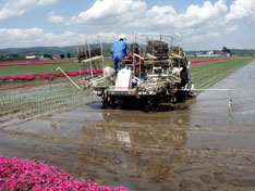 田植えとシバザクラ