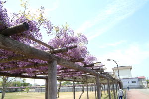 ふじの花