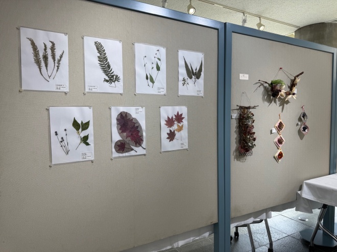 展示の様子