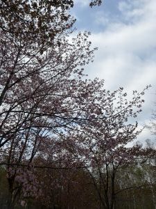 弥生公園