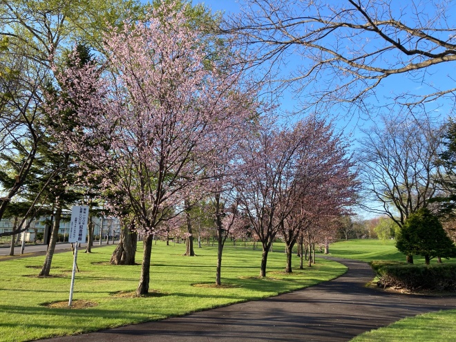 満開の桜