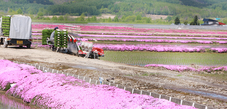 風連地区の芝桜